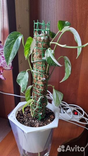 Эпипремнум пиннатум вариегатный