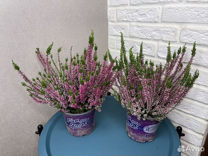 Каллуна комнатные цветы