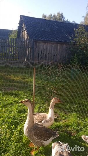 Гусь и две гусыни