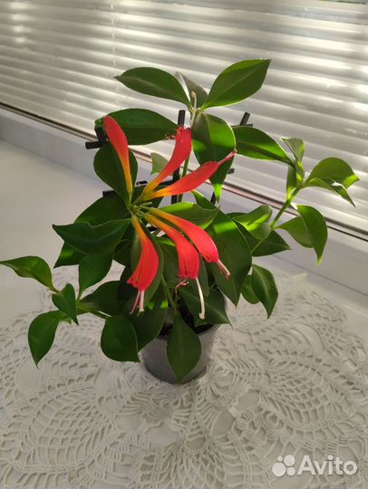 Дендробиум