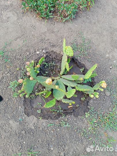 Кактус опунция