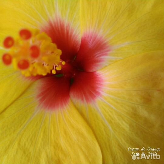 Гибискус голландский Cream de Orange
