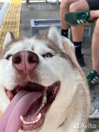 Сибирский хаски