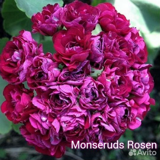 Пеларгония