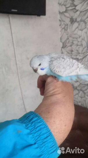 Попугайчик птенчик из гнезда