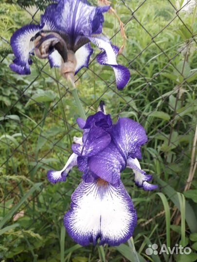 Ирисы бородатые сортовые