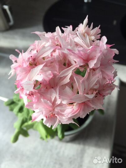 Пеларгония герань