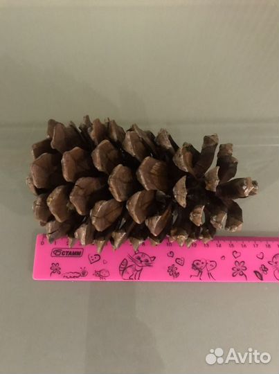 Шишки сосновые(большого размера)