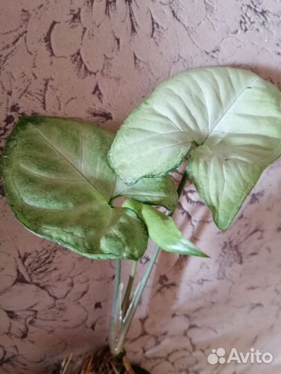 Сингониум, коллизия, альтернантера, алоэ лечебное