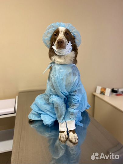 Ветеринарный врач