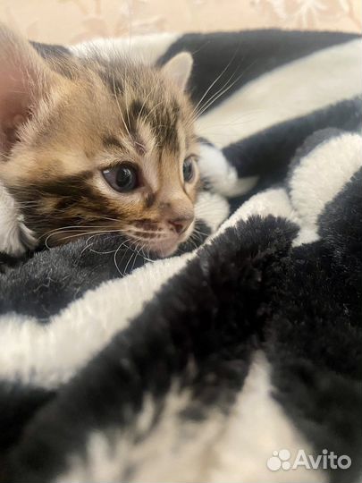 Бенгальские котята