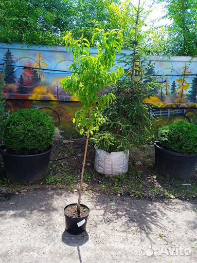 Саженцы персика