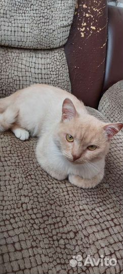 Кот в дар персиковый