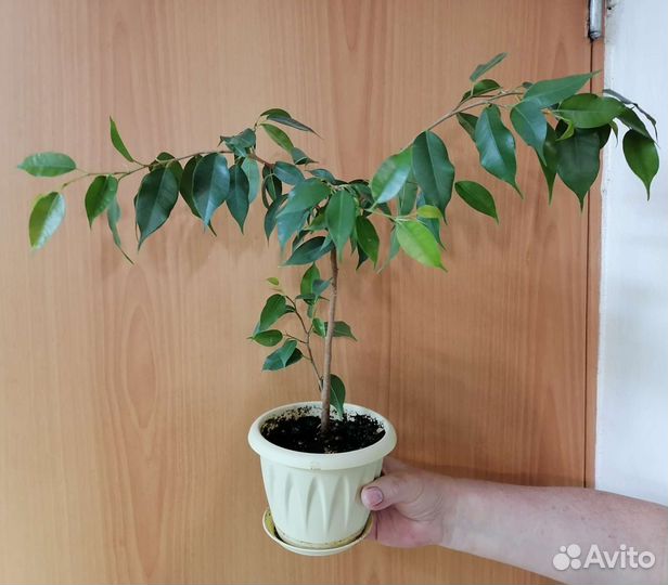 Фикусы,Пальмы,Эписции