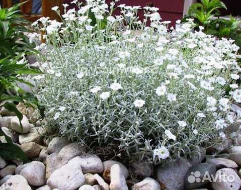 Почвопокровные растения 1