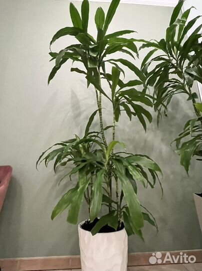 Пальма драцена