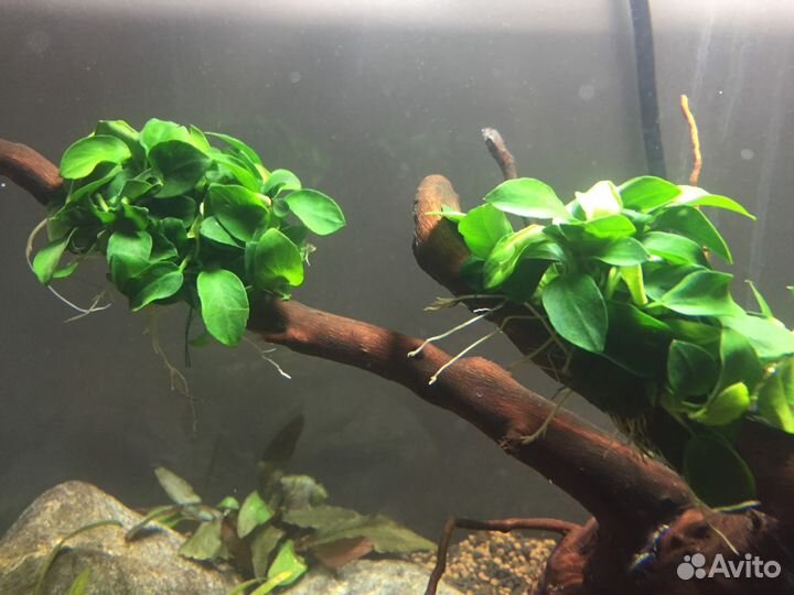 Растения 40видов,рыбки,корм, декор