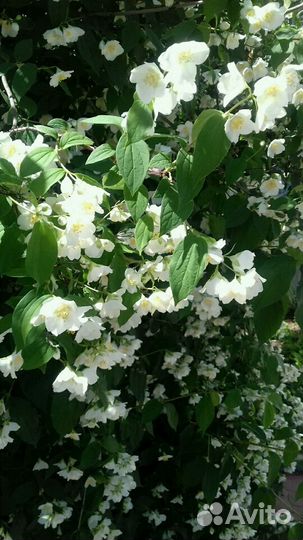 Жасмин огромный часть