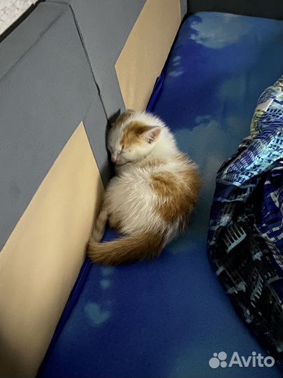 Котик