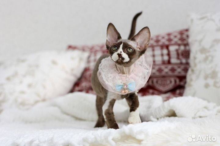 Очаровательный котёнок породы Девон Рекс