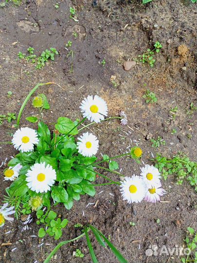 Многолетние цветы