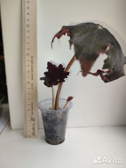 Детки бегоний MerryChristmas, BlackVelvet,тигровой