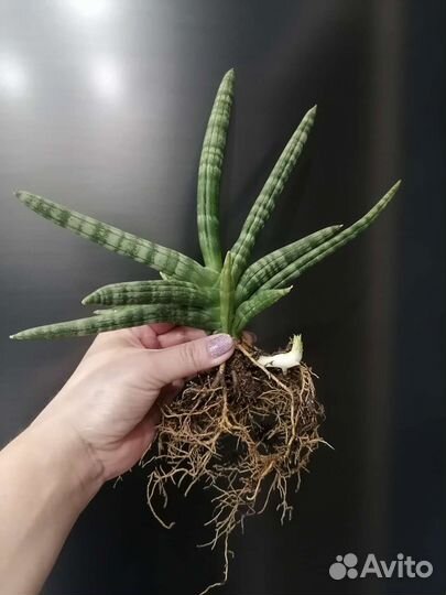 Цветы : Сансевиерия