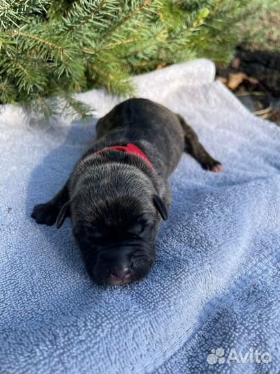 10 шикарных малышей,с документами