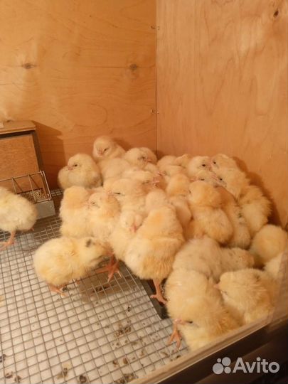 Домашняя птица