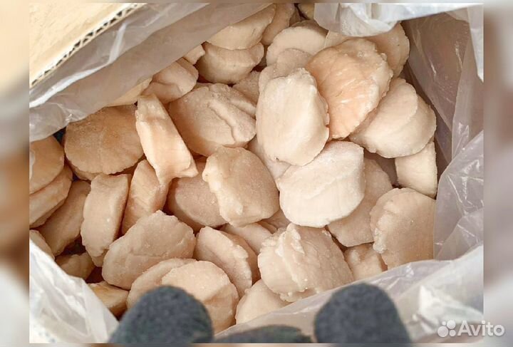 Гребешок Сахалин