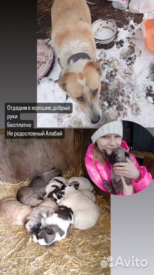 Собака в добрые руки отдам бесплатно