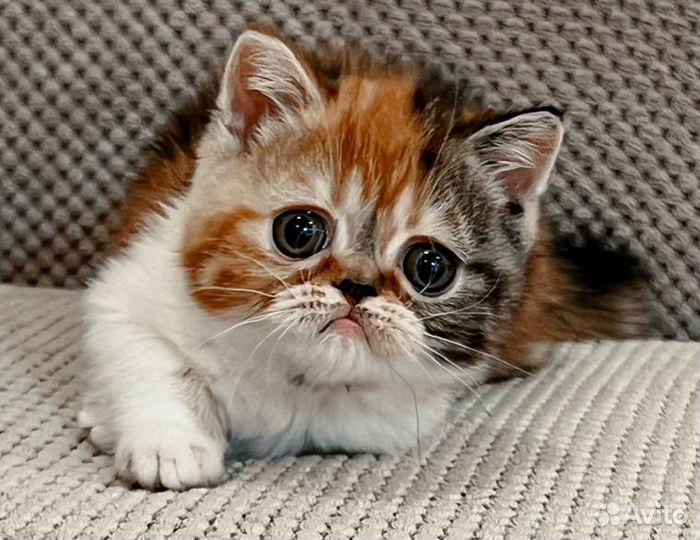 Экзотическая кошечка