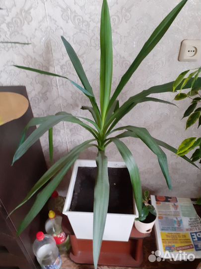 Пальма Юкка