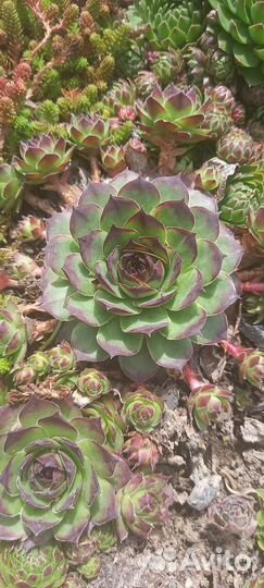 Молодило каменная роза