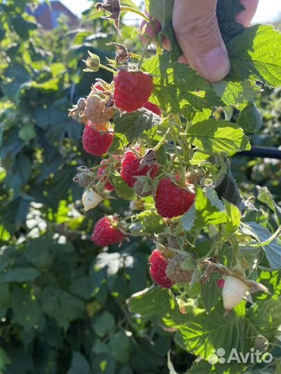 Рассада малины ремонтантной Брусвяна