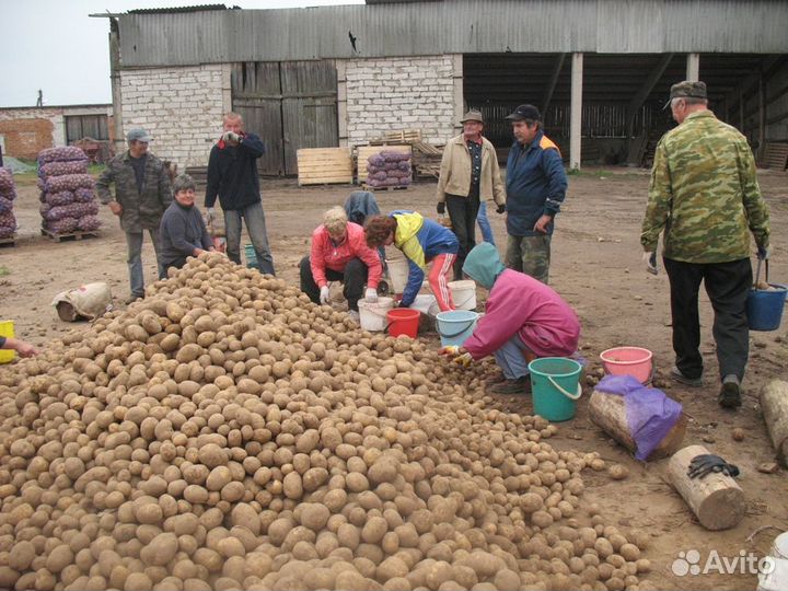 Рабочие на переборку картофеля