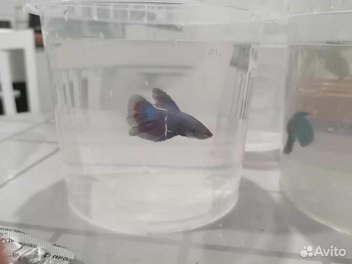 Рыбка петушок