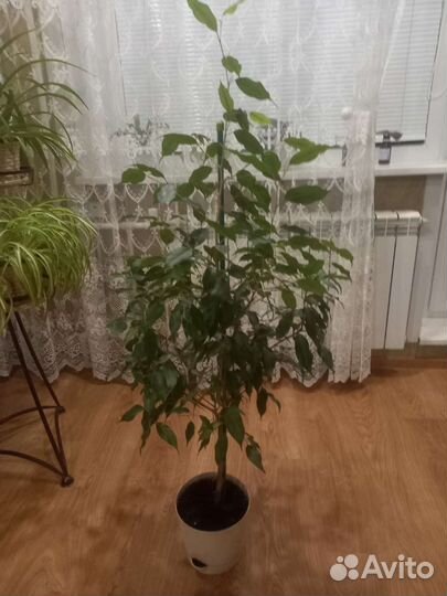 Фикус бенджамина большой