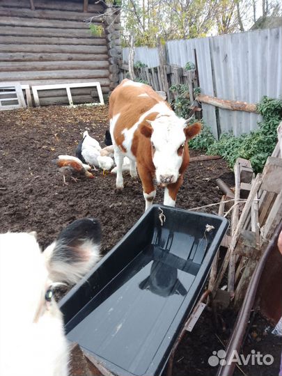 Телки стельные