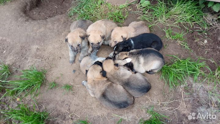 Собаки бесплатно