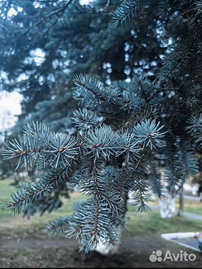 Саженцы ель голубая (Глаука)