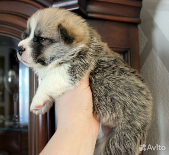 Новогодние корги пемброк