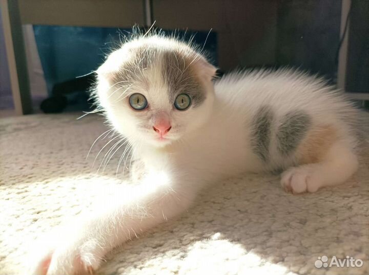 Шотландская