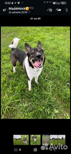 Отдам бесплатно собаку