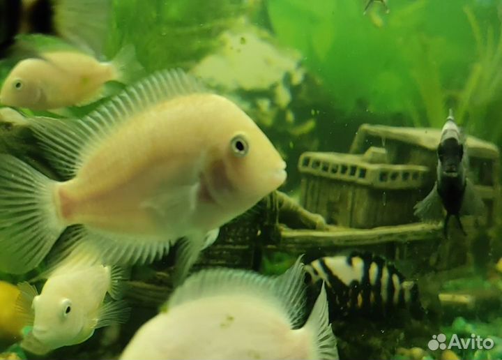 Цихлиды белые и чернополосые