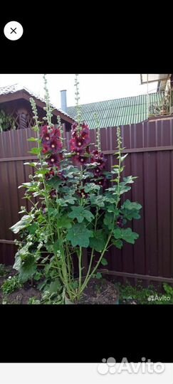 Рассада шток розы