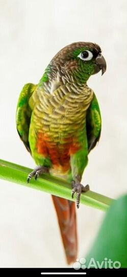 Попугаи пиррура