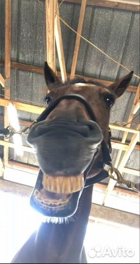 Сено солома в тюках