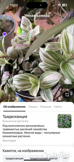 Традесканция