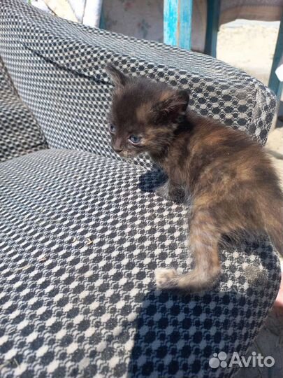 Отдам милых котят